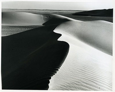 Arabian Desert Miller photograph