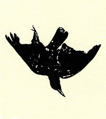 A drawwing of a blackbird, upside down, with its wings spread open