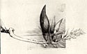 Example of drypoint, shoing a bird of paradise