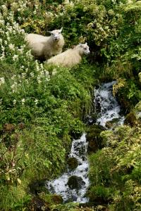 Color photograph of two white sheep in greenery next to a running stream