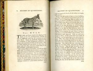 Page from "A General History of Quadrupeds" with a wood engraving of a mule
