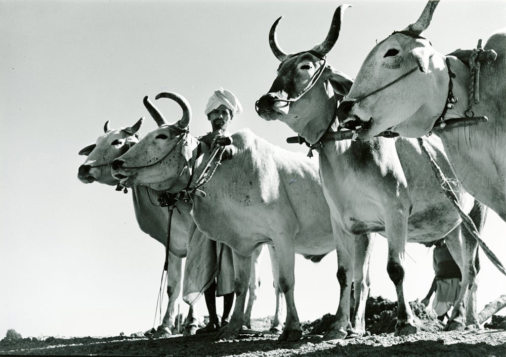 Man with four bulls