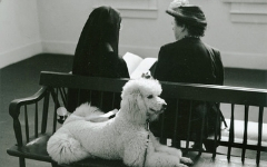 A well-groomed white poodle and two women sitting on a bench at an art gallery