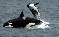 Two orcas surfacing