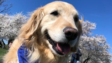 Close-up of a golden retriever with blooming cherry trees in the background.