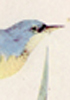 Blue Yellow-backed Warbler