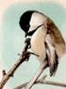 White-Breasted Nuthatch (Sitta Carolinensis)