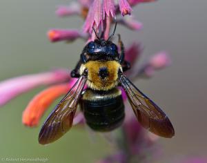 Color photo closeup of a bumble bee on a pink flower