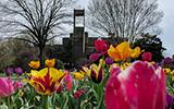 Lauinger Library with Tulips