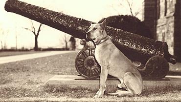 Blog post-Butch the mascot, thumbnail